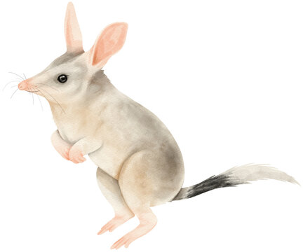 Cute bilby watercolor illustration