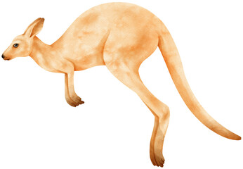 Cute Kangaroo watercolor illustration