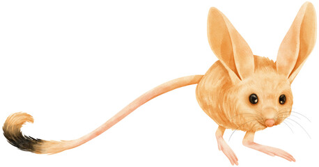  Cute Long eared Jerboa Mouse watercolor illustration