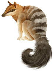Numbat Cute animal watercolor illustration