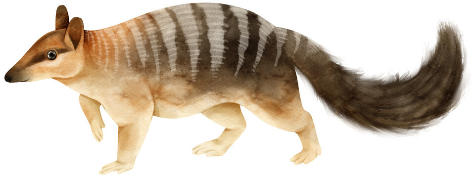 Numbat Cute animal watercolor illustration