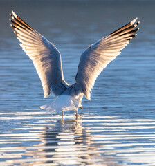 European Herring Gull, Larus argentatus