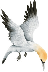 Gannet Bird watercolor illustration