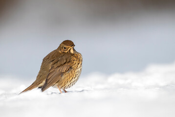 Song Thrush, Turdus philomelos