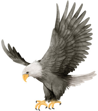 Bald eagle Bird watercolor illustration