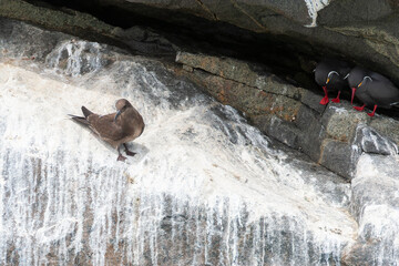 Inca Tern, Larosterna inca