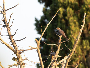 Common Cuckoo, Cuculus canorus