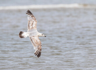 European Herring Gull, Larus argentatus