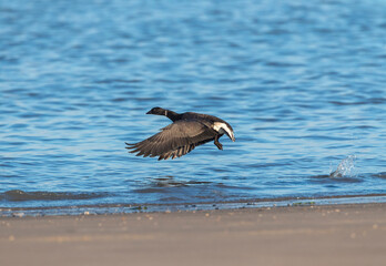 Dark-bellied Brent Goose, Branta bernicla bernicla
