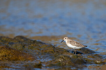 Semipalmated Sandpiper, Calidris pusilla
