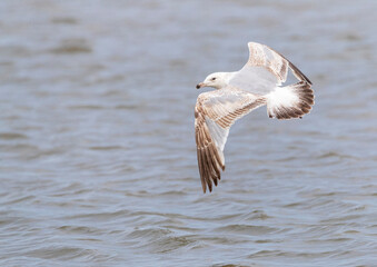European Herring Gull, Larus argentatus