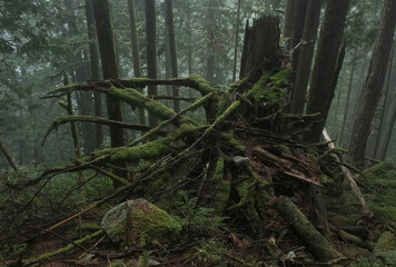 Natural variety found in a dark and foggy forest, in West Canada.  Shot during a hike.