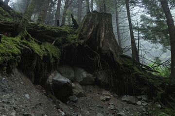 Natural variety found in a dark and foggy forest, in West Canada.  Shot during a hike.