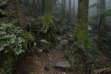 Natural variety found in a dark and foggy forest, in West Canada.  Shot during a hike.
