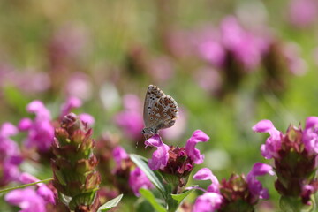chalkhill blue pollinating or feeding on a pink flower in a beautiful meadow