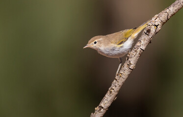 Western Bonelli's Warbler, Phylloscopus bonelli