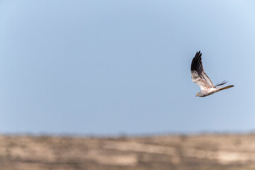 Montagu's Harrier, Circus pygargus