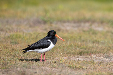South Island Pied Oystercatcher, Haematopus finschi