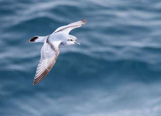 Fulmar Prion, Pachyptila crassirostris