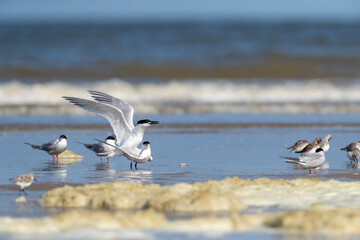 Sandwich Tern, Thalasseus sandvicensis