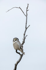 Northern Hawk Owl, Surnia ulula