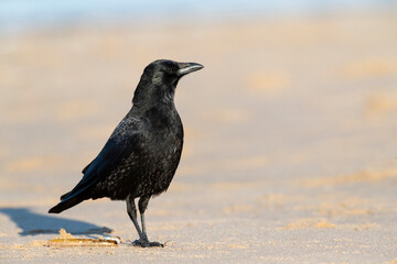 Carrion Crow, Corvus corone