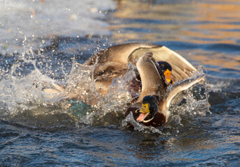 Obraz premium Mallard, Anas platyrhynchos