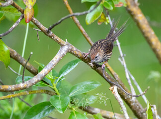 North Island New Zealand Fernbird, Poodytes punctatus vealeae