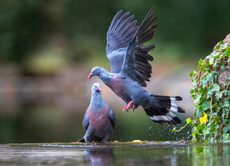 Trocaz Pigeon, Columba trocaz