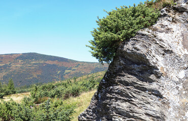 
green bush grows on a rock in the mountains, mountain background, landscape, life clings to...
