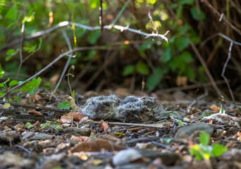 Red-necked Nightjar, Caprimulgus ruficollis