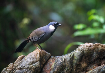 Alert looking adult Black-throated laughingthrush (Pterorhinus chinensis) perched on a rock in dark understory of jungle in southeast China.