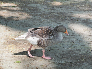 Toulouse goose scient. name Anser anser bird animal
