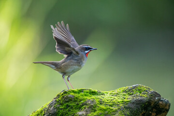 Siberian Rubythroat, Luscinia calliope