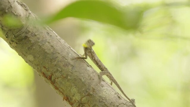 Insectivorous Flying lizard feeding on ant on tree in tropical rainforest
