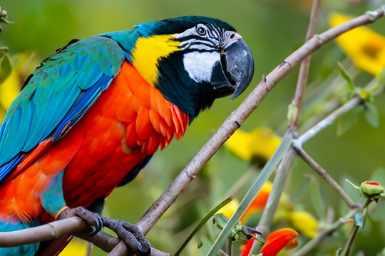 A colorful bird sits on a branch with flowers in the background.