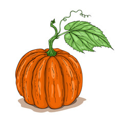 Pumkin with green leaves. Vector illustration of pumkin isolated on white background