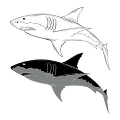 White shark swim, vector illustration isolated on white background