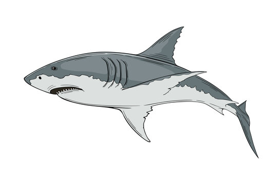 White shark swim, vector illustration isolated on white background