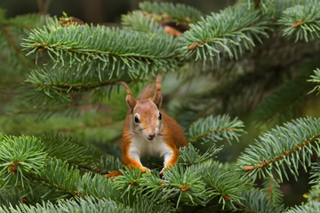 Naklejka na ściany i meble fluffy orange little squirrel sitting on a green Christmas tree branch. AI GENERATE