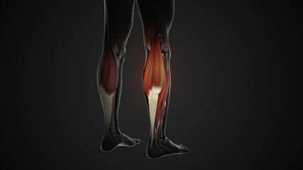 Pain and injury in the Gastrocnemius Muscles - obrazy, fototapety, plakaty