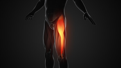 Pain and injury in the Tensor Fasciae Latae Muscles