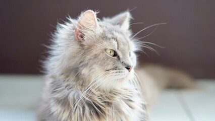 Silly Kitten Scottish Fold Cat