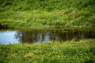 Obraz premium ditch with water in green grass meadow