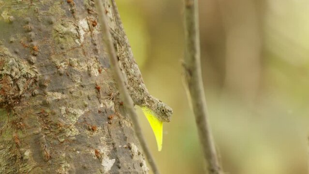 Closeup of draco gliding or flying lizard on tree with yellow throat flap or dewlap