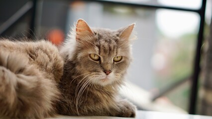 Silly Kitten Scottish Fold Cat