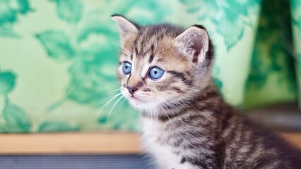 Silly Kitten Scottish Fold Cat
