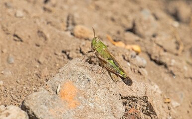 This grasshopper, scientific name Aiolopus thalassinus, is distributed over a wide geography in Europe.
