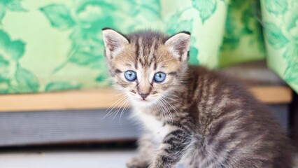 Silly Kitten Scottish Fold Cat