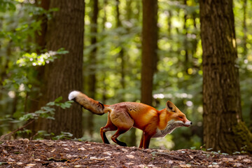 a red fox with a fluffy tail runs through a green spruce forest. AI GENERATE